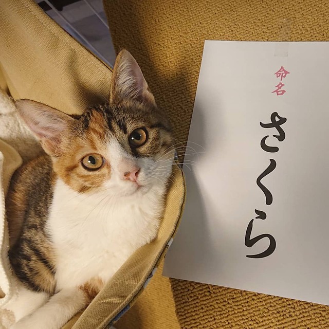 おばあさんの認知症が進行し、飼えなくなった子猫 コロナ禍の譲渡会で 