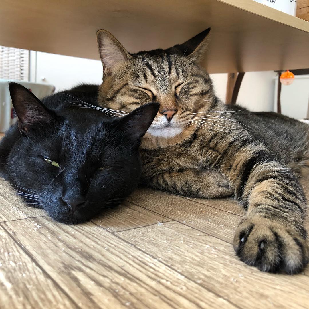 野良猫の家族を保護 逃げた子猫も1年後に妊娠して戻ってきた まいどなニュース