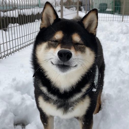 雪が大好きな柴犬と一緒なら 雪かきツラいが 笑顔が見れる 疲れも吹っ飛ぶ犬の姿に なぜか素人は黙っとれ感ある 笑 まいどなニュース