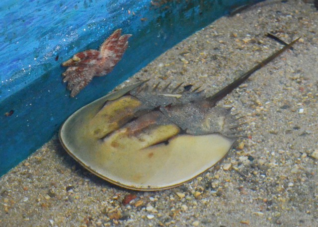 絶滅危惧種 カブトガニのｔシャツ グラフィカルでおしゃれ 博物館が限定販売 まいどなニュース