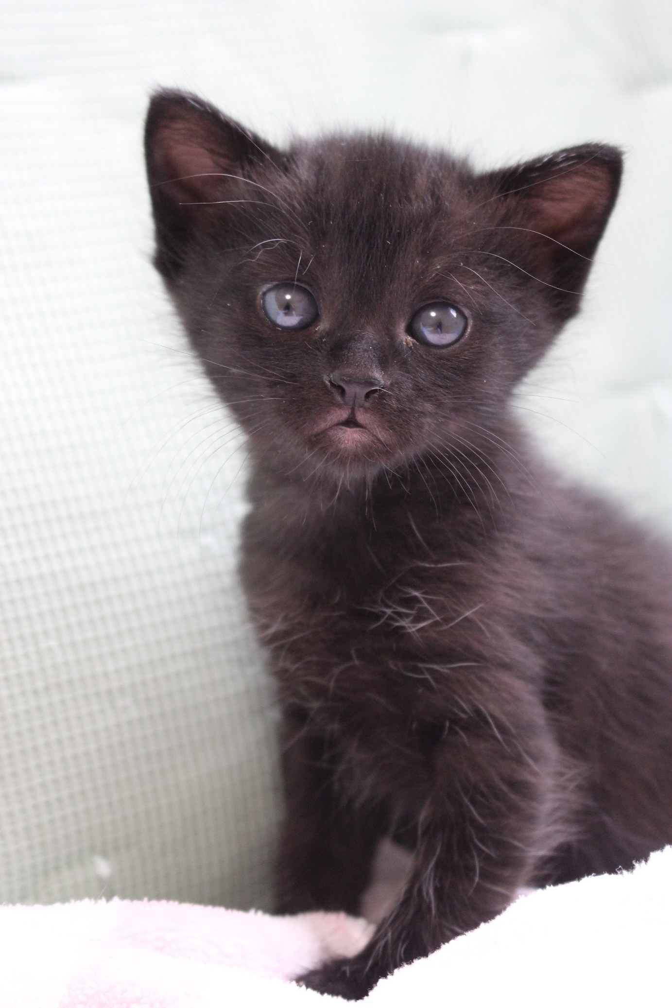 ただただかわいい」 悩み多き保護猫活動の日々を癒やす子猫たち 