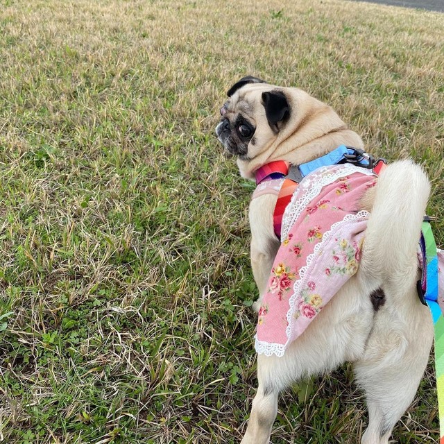 劣悪な環境の繁殖場から救われた犬 片目を失明していたが 散歩が大好き 感情を表現できるように まいどなニュース