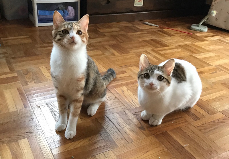 保護された野良猫親子…子猫たちは人になつかず 里親探して２年、１匹は体調崩して…｜まいどなニュース