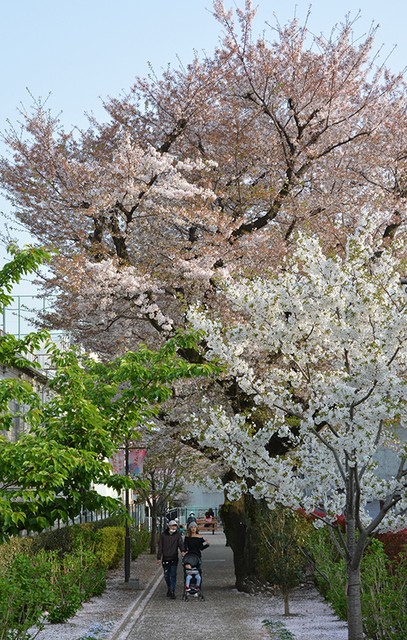 神奈川座间名胜 樱花绽放100天的绿荫道