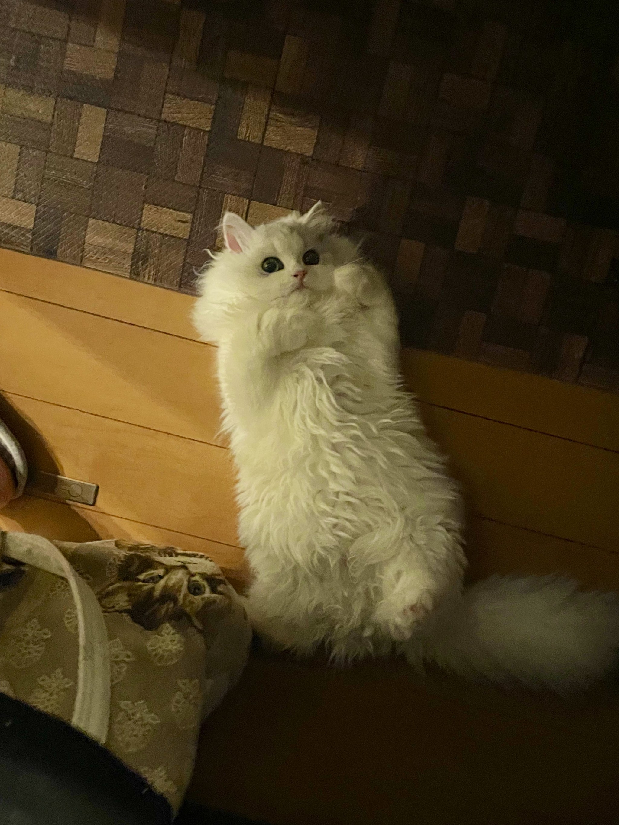 子猫が足元にテクテク コロン へそ天で飼い主を誘う姿にキュン死 あざとい お腹見ると吸いたくなる まいどなニュース