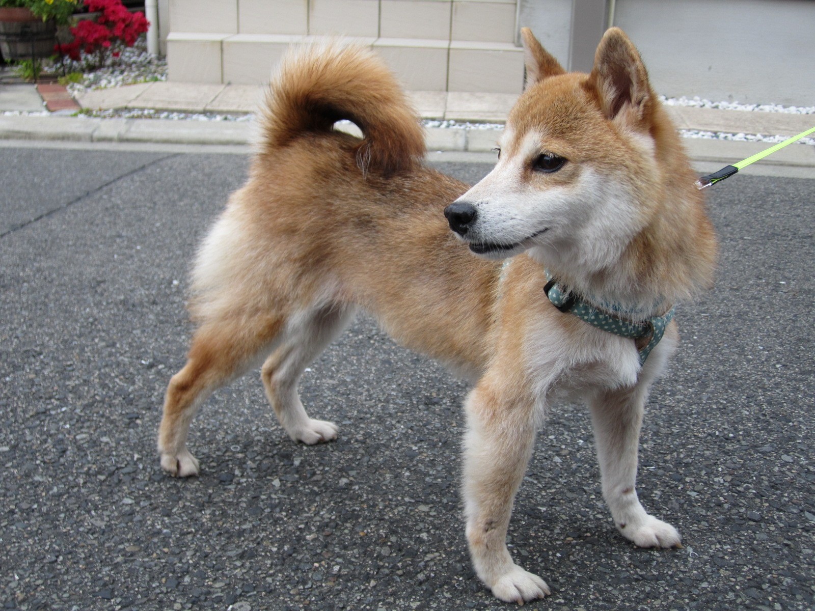 難病の女性が迎えた元繁殖犬 第2の人生を一緒に歩みたい ライフという名に想いを込めて まいどなニュース