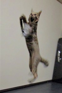 押忍 ポーズで伸びをする猫が話題 Snsで4万回再生 可愛い技どんだけ持ってるの まいどなニュース