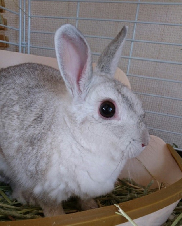 滋賀でウサギ130羽の多頭飼育崩壊 眼球がつぶれ 耳がちぎれた子たちも ボランティアが見た壮絶な現場 まいどなニュース