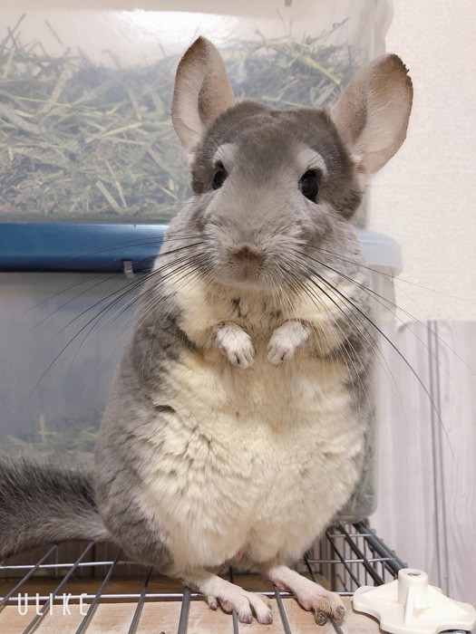 柔らかくてふわふわの体毛と小さな手、黒い瞳がキュートなムーちゃん（提供：チンチラのムーさん）