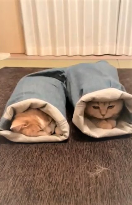ズボンの裾にスッポリと入る猫ちゃん2匹。最後思わぬ展開となり、Twitterで注目を集めた/「みかんとじろうさんち」（@jirosan77）さん提供・動画よりキャプチャ撮影