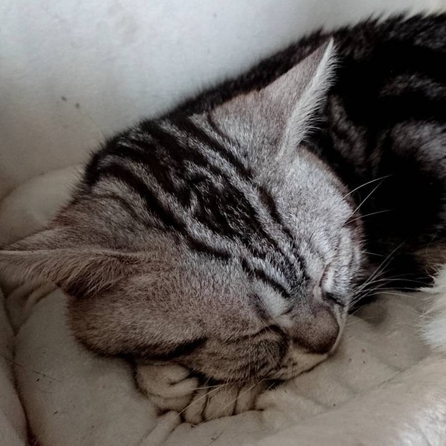 お店のキャリーケースに1年間閉じ込められていたアメショー 初めてだっこできるようになるまで まいどなニュース お店のキャリーケースに1年間閉じ込められていたアメショー 初めてだっこできるようになるまで まいどなニュース