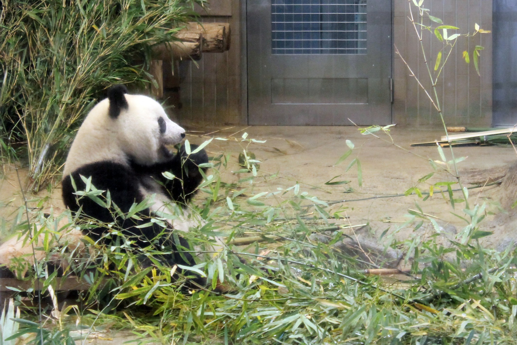 パンダ双子誕生で気になる上野動物園 子育て 舞台裏 2匹とも確実に育てる秘策は 入れ替え戦法 まいどなニュース