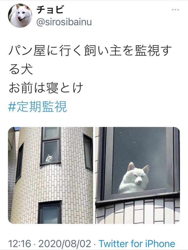 どんどん強そうになっていくチョビ氏 海外のコラ職人や絵師に魔改造されるワンちゃんが話題に まいどなニュース