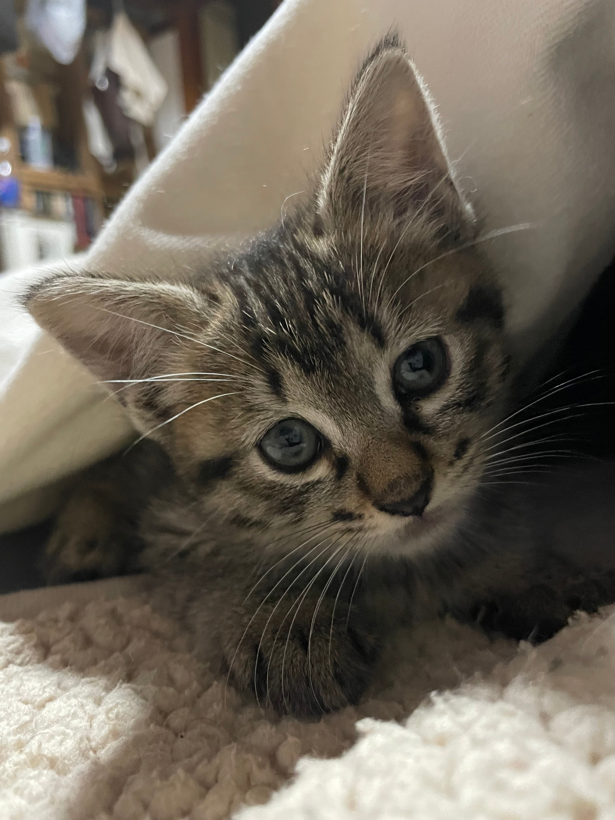 くっついていたい 子猫を保護して6時間後 膝にピッタリ寄り添う背中にキュン 甘えられる人がいる と安心してるんですね まいどなニュース