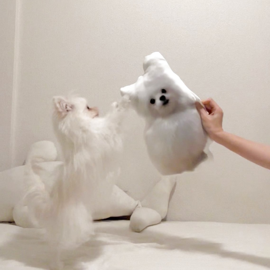 我が家の愛犬(14歳♀)が使い古したクッション。 【公式通販】