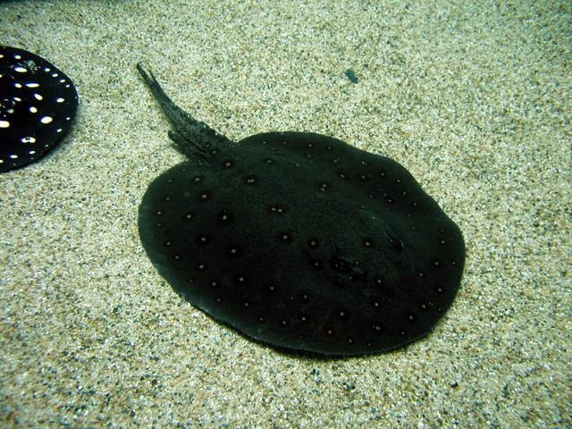 水玉模様 のエイが大行進 偶然の現象にびっくり きれいに並んでますね 電車ごっこかな まいどなニュース