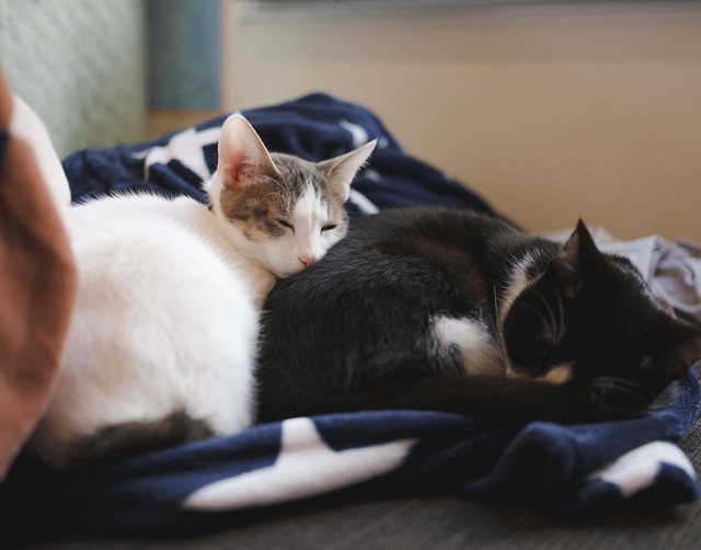 やっと出会えた うちの子 は 工場の下水溝で保護された兄妹猫 寄り添って眠る姿が家族の癒やしに まいどなニュース