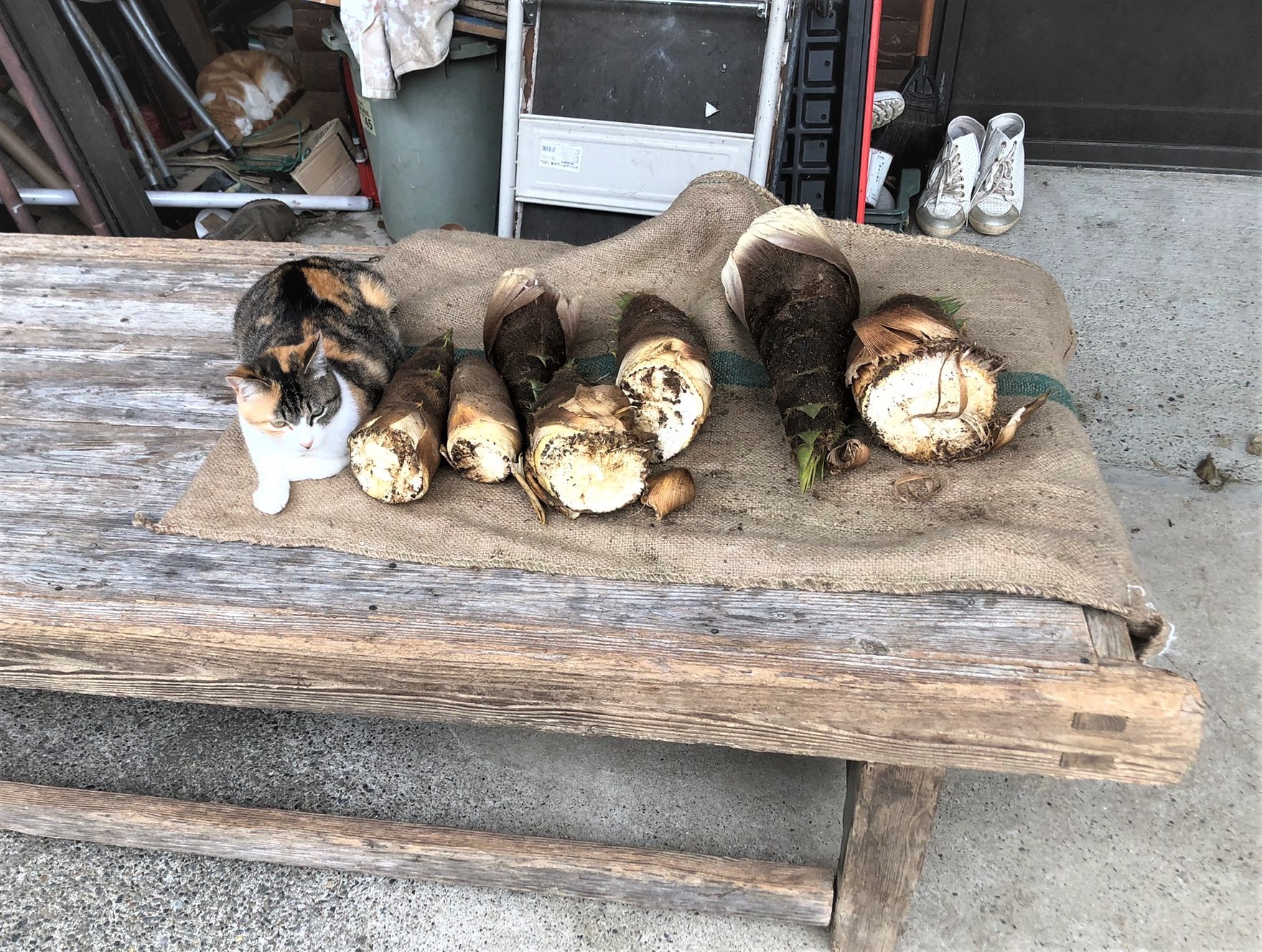 間違えてタケネコご飯にされちゃう タケノコと三毛猫がそっくり 見分けがつかない人が続出中 まいどなニュース