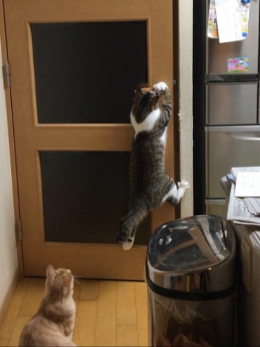扉開け③右脚を壁に引っかけ…
