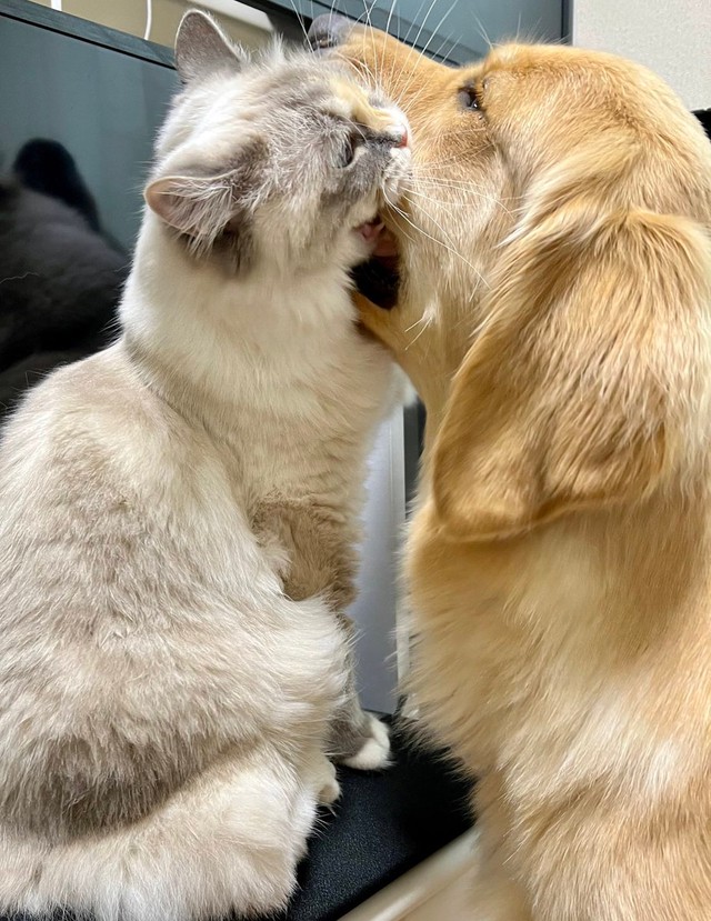 女子同士だもんね 仲が良すぎる犬と猫が話題 甘噛みする2匹に 濃厚なキッス 癒やされる まいどなニュース 女子同士だもんね 仲が良すぎる犬と猫が話題 甘噛みする2匹に 濃厚なキッス 癒やされる まいどなニュース