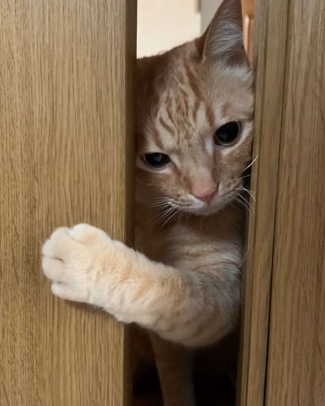 先住姉妹猫に強烈に拒否された茶トラの子猫 かまわずグイグイ すっかり家族の一員に まいどなニュース