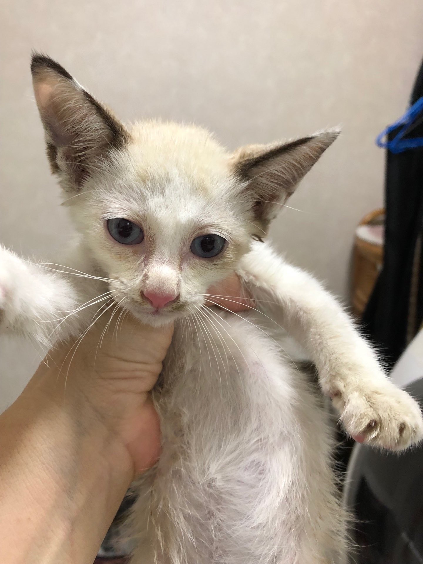 白猫を拾ったと思ったのに 2年後の今は こげ茶色 に 家族の温かさに触れるたび 深みを増す あぶり出し のよう まいどなニュース