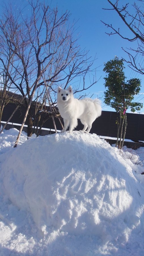 愛犬を撮影したら コメントに悩む写真に 神秘的すぎる犬の姿にびっくり 大雪のなせるわざ まいどなニュース