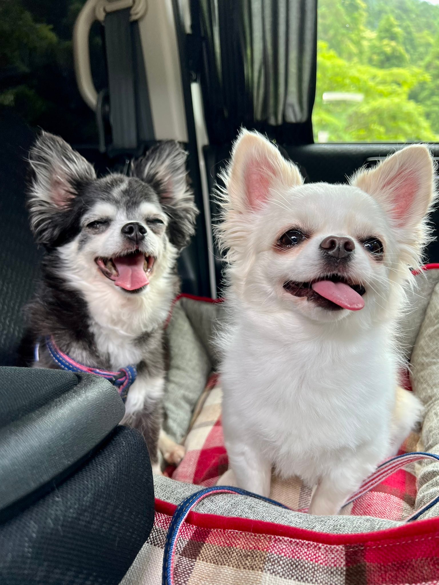 どっちが先に寝るのかな 寝落ちしそうな姉犬が 妹犬を寝かしつける姿にキュン 優しいな 私もトントンして欲しい まいどなニュース どっちが先に寝るのかな 寝落ちしそうな姉犬が 妹犬を寝かしつける姿にキュン 優しいな 私もトントンして欲しい まいどなニュース