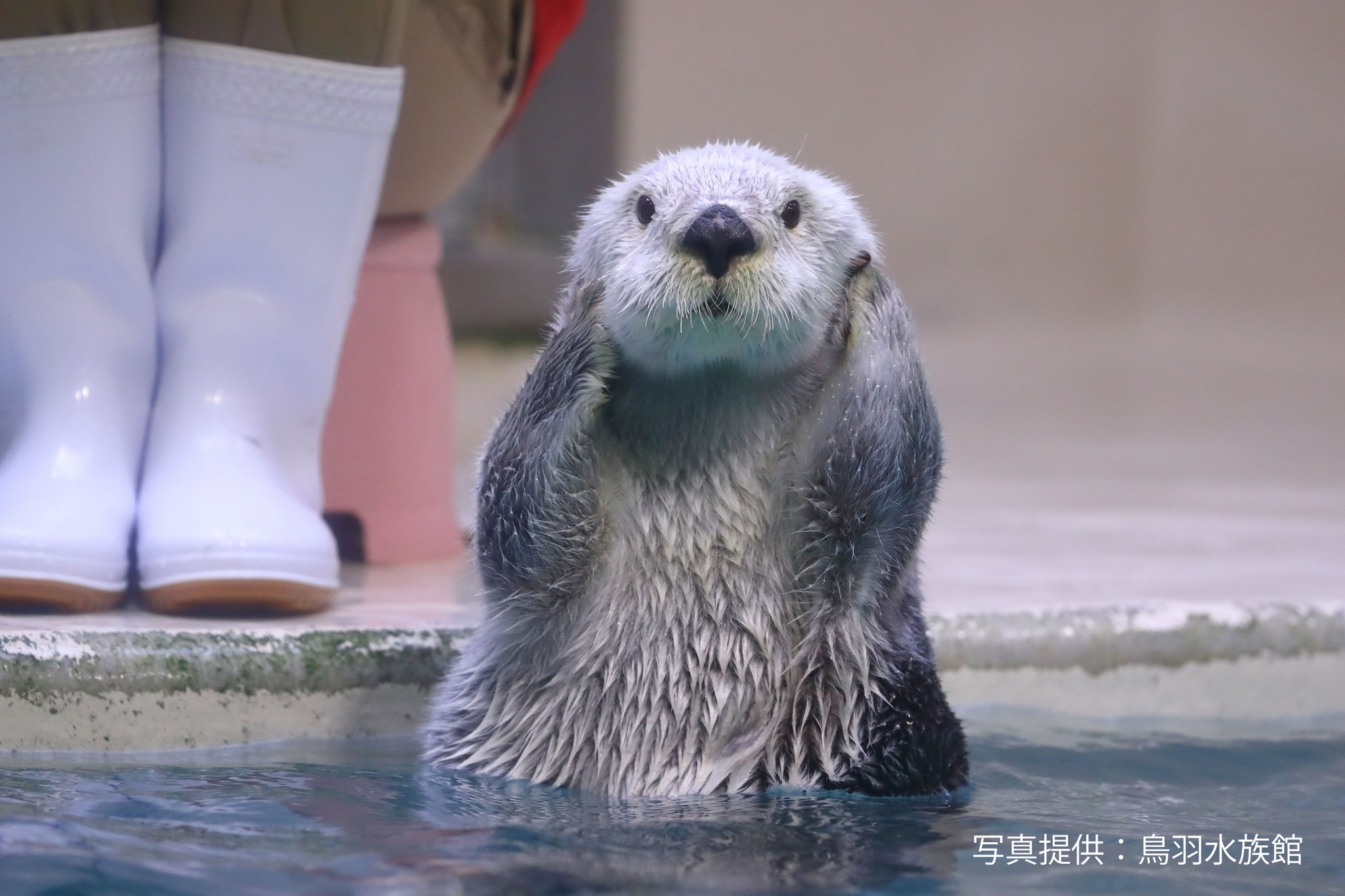 飼育員の太ももをタンタンタンッ 荒ぶるラッコの理由は こんな鳴き声なんだ おこりん坊さんが可愛い と癒される人続出 まいどなニュース