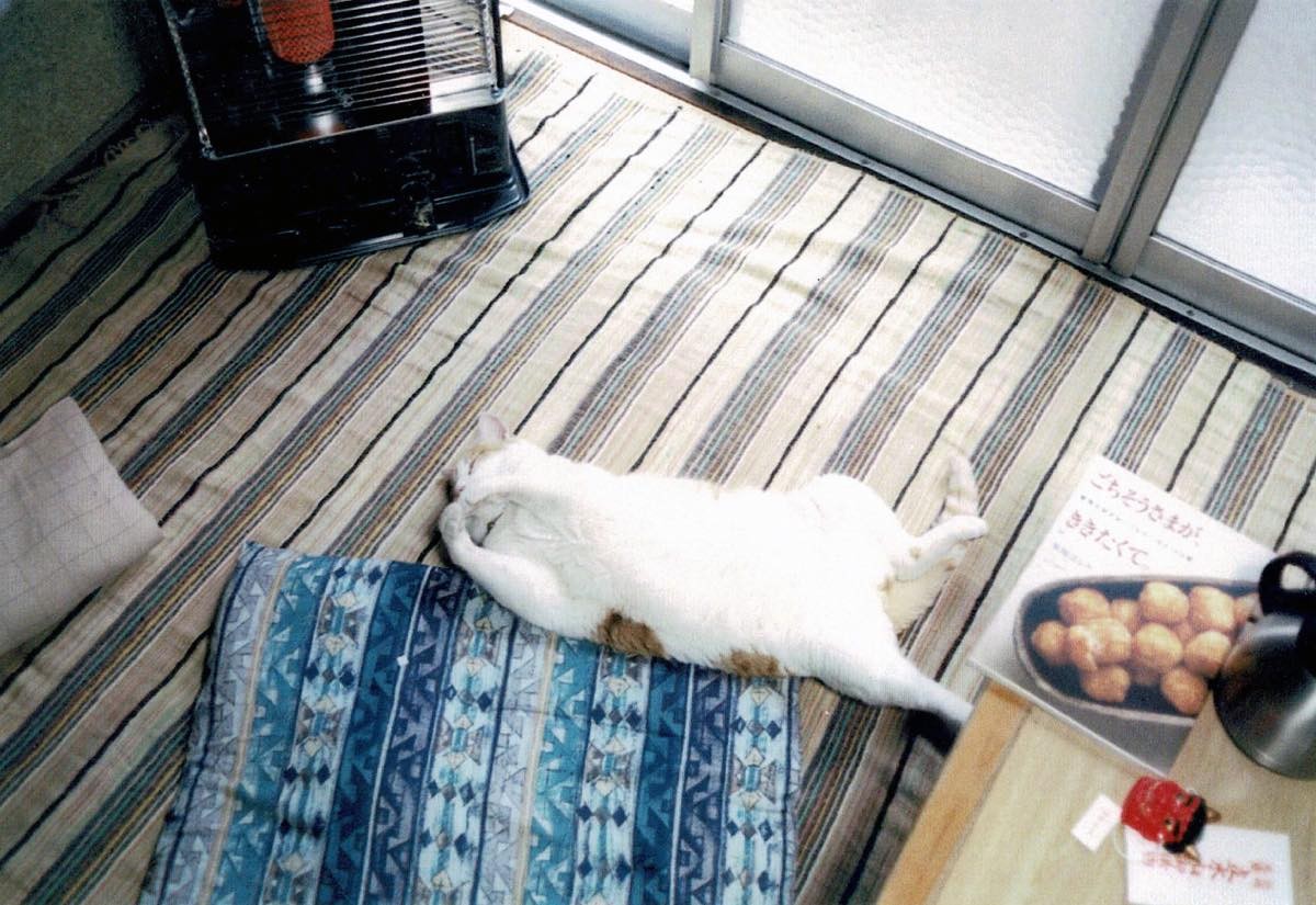 せめてうちの家で死なせてあげよう 弱った子猫を引きとって17年 お風呂が大好きなゴロタロウは今どこに まいどなニュース