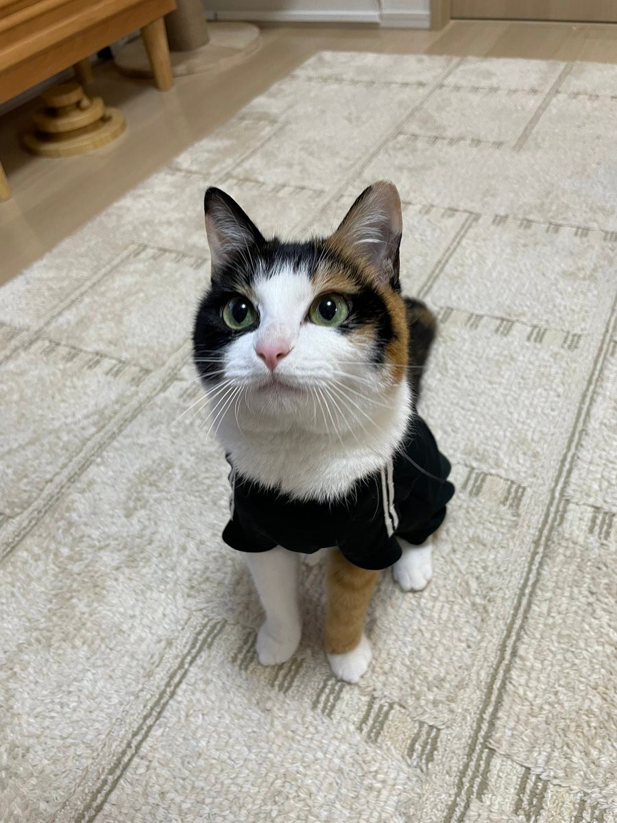 おいで と呼んだらついてくる三毛猫が話題 実家で飼っていた元保護猫 言葉がわかる子 全部可愛い まいどなニュース おいで と呼んだらついてくる三毛猫が話題 実家で飼っていた元保護猫 言葉がわかる子 全部可愛い まいどなニュース