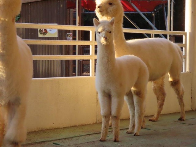 ニュン と顔出すアルパカ赤ちゃんが話題 トルコアイス 地球外生命体では まいどなニュース