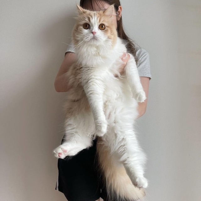 こう見えても まだ2歳 モフモフボディに成長したデカにゃんが話題 でかっ かわっ まいどなニュース こう見えても まだ2歳 モフモフボディに成長したデカにゃんが話題 でかっ かわっ まいどなニュース