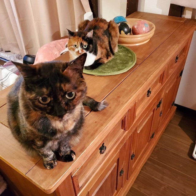 捨て猫だった姉妹、一緒に引き取られて仲良く暮らす オスの先住猫たち 