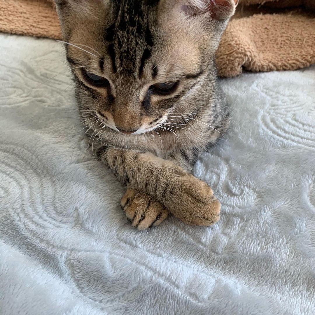 猫のおかげで 考えを変えられた 遠い異国で襲われたコロナ禍 保護され迎えた2匹の子猫が癒しをくれた まいどなニュース