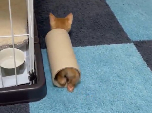 可愛すぎて泣いた 子猫のコロコロ遊びにキュン 何回も見ちゃう めっちゃ楽しそう まいどなニュース