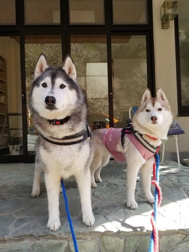 帰宅を阻止される犬 ドッグランで 大型犬のリードを引っぱる小型犬 この後どうなった 飼い主に聞いた まいどなニュース