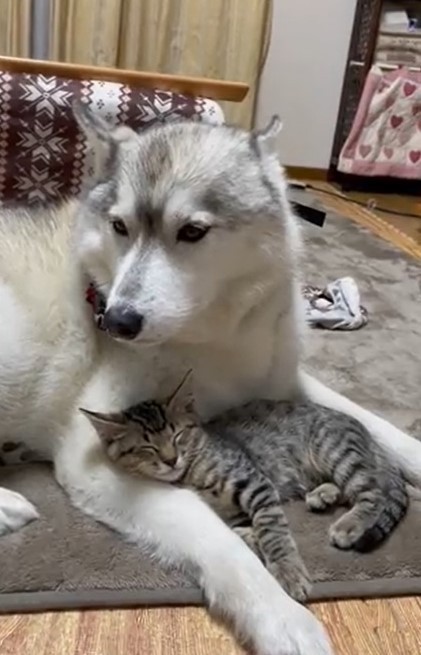 大好きな犬の耳をひたすらなめる子猫が話題 今日もお耳ぺろぺろだね ちゅ る塗ったら離れられないなぁ まいどなニュース 大好きな犬の耳をひたすらなめる子猫が話題 今日もお耳ぺろぺろだね ちゅ る塗ったら離れられないなぁ まいどなニュース