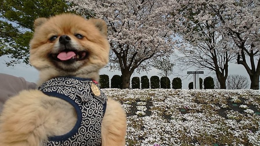 腹筋割れてる 犬さん 小型犬なのにマッチョでがっちり 腕まくらされたい とネット女子うっとり まいどなニュース 腹筋割れてる 犬さん 小型犬なのにマッチョでがっちり 腕まくらされたい とネット女子うっとり まいどなニュース