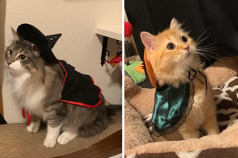 我々を置いて食べてきたシースーは美味かったか 暗闇の自宅から猫ビーム これは激オコですわ まいどなニュース