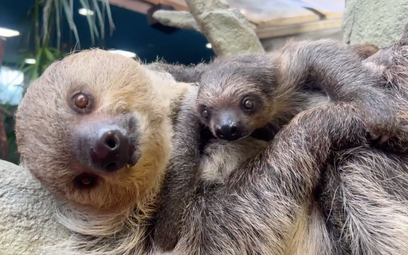 ごはんを奪い取られても 母の愛情が深いと話題のナマケモノ親子 子はけっこう活発に動くんですね こんな感じで生きよう まいどなニュース