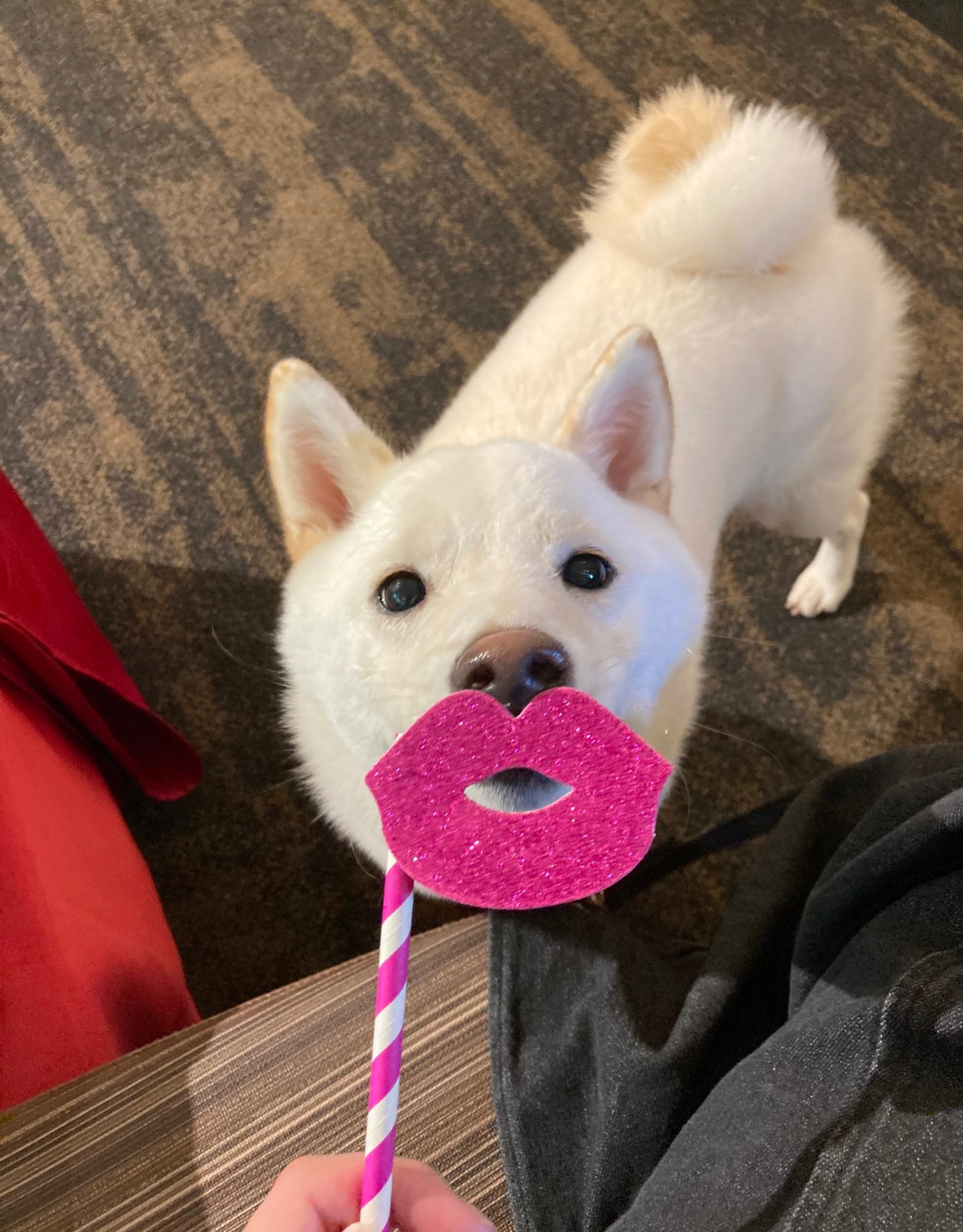 急に振り返ってウインクされたら 惚れてまうやろー たまらんですよ 柴犬さんのお顔にメロメロ まいどなニュース