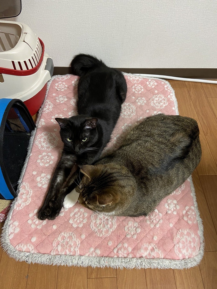 猫さんの握手会 ふかふかの両手と肉球でギュギュッとされる様子に 尊い 神対応ファンサに大反響 まいどなニュース