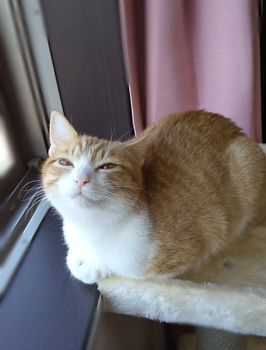 イタズラ注意したら逆ギレ な猫さん でも 怒ってる顔も可愛いと話題 全然怖くない 怒った顔も許せちゃいます まいどなニュース