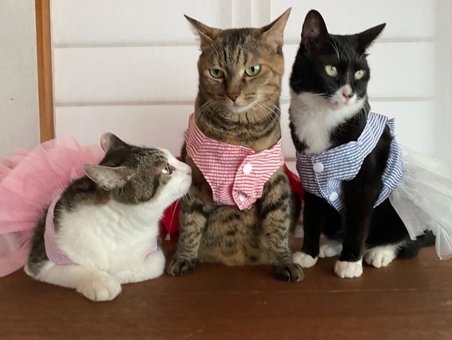 懐いていない そんな理由で捨てられ 事故で脚の一部も失くした子猫 自分の限界を知る賢い猫だった まいどなニュース