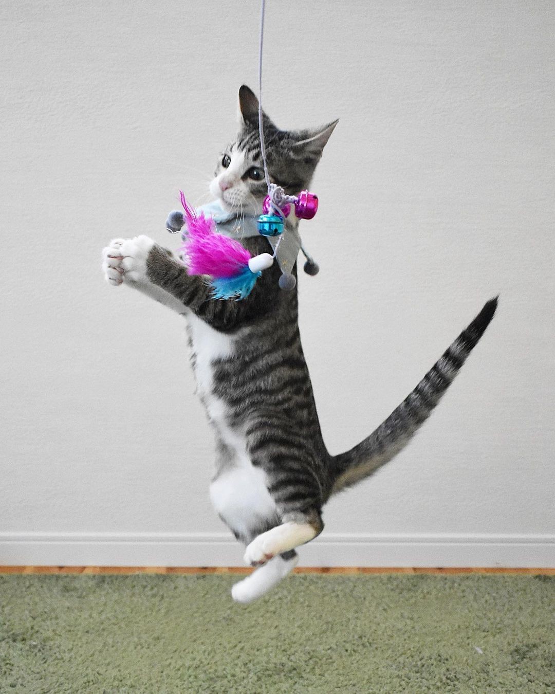 また我が家に来た時のように、奇跡を起こしたい」ひどい猫風邪から 