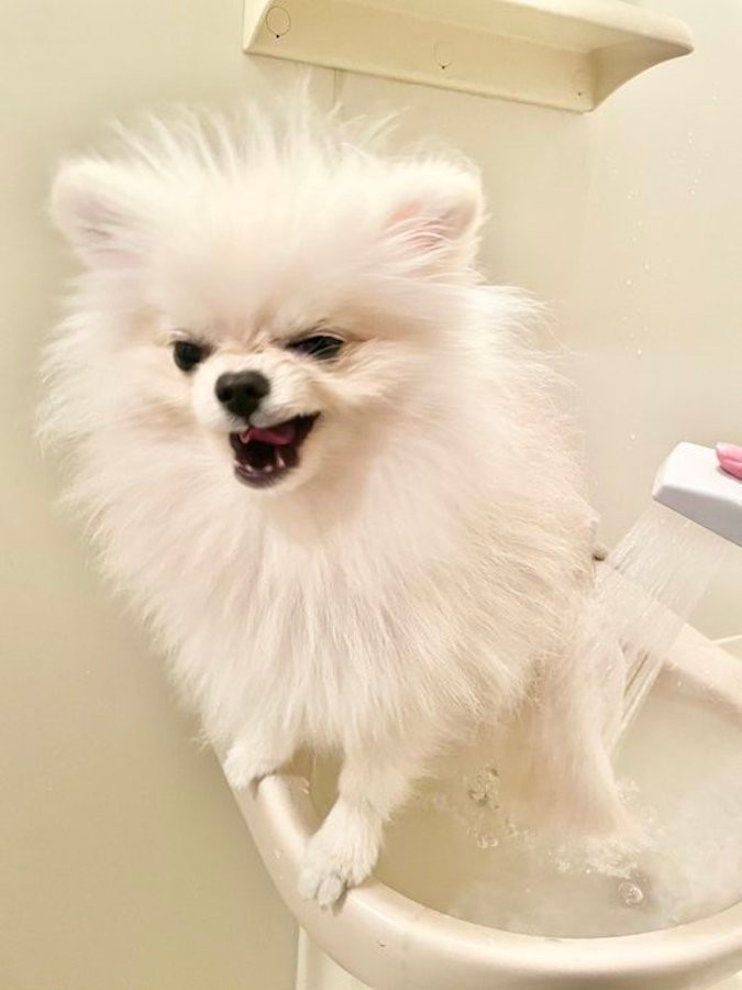 お風呂イヤアァァ からの スンッ 激変の子犬に何が 実は 犬と飼い主さんとのオモシロ劇場だった まいどなニュース