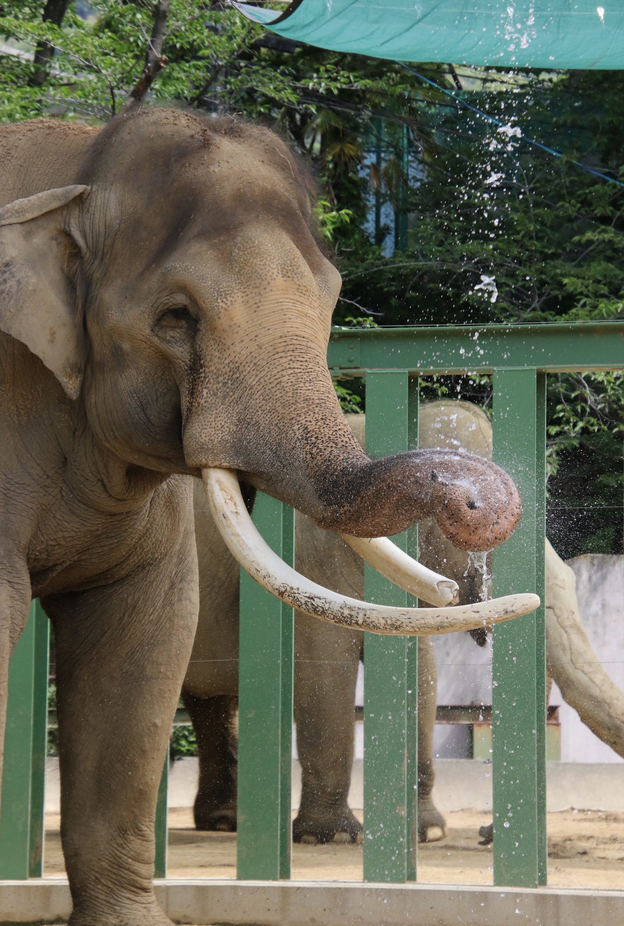 返還迫る神戸のパンダ 入園倍率は最大３倍 狙い目は 観覧時間は実質わずか３分 それでも会いたい まいどなニュース