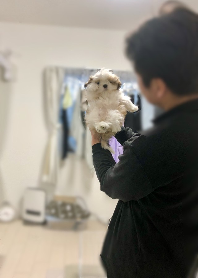 招き犬 ポーズを決めた白い子犬にキュン ご利益ありそう こんなに可愛いのうちにも欲しい まいどなニュース