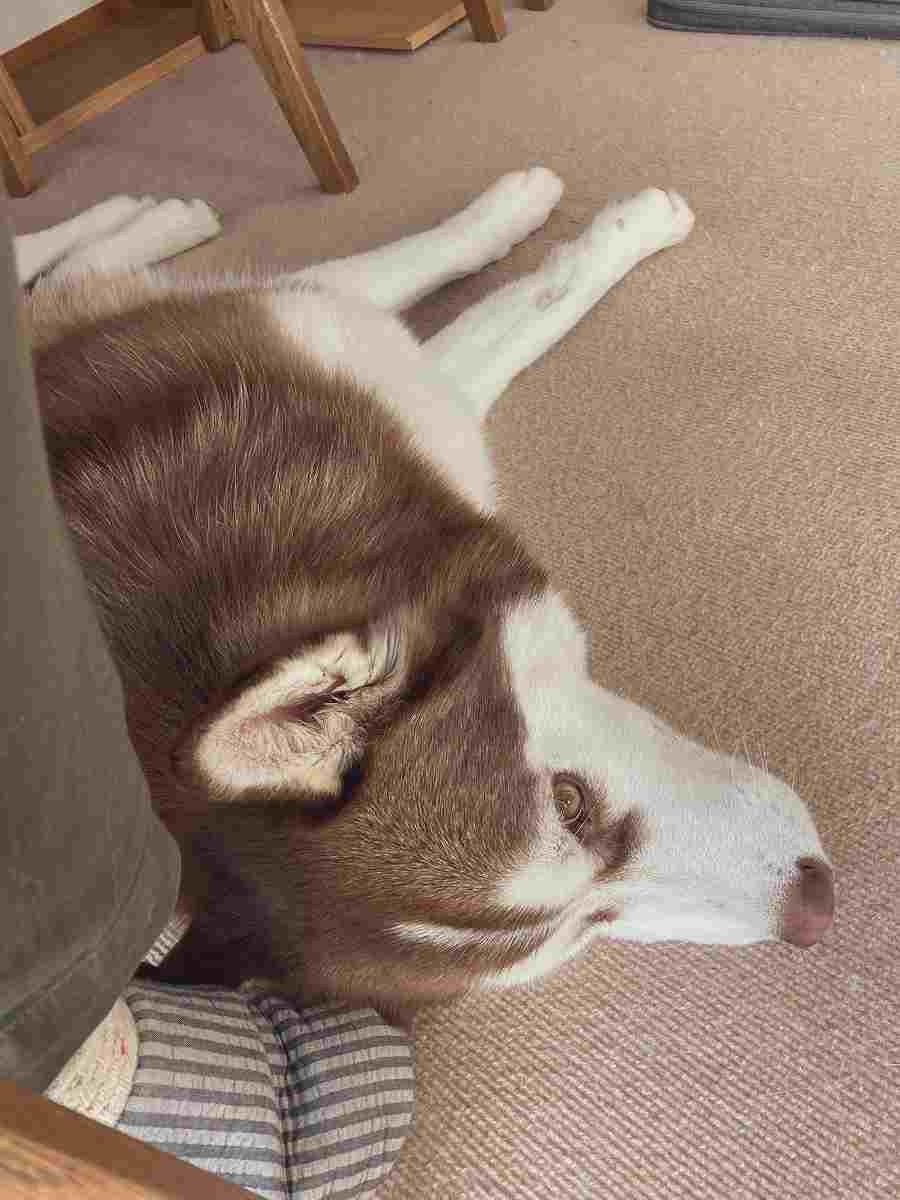 F Qumiskynzzim F Qumiskynzzim